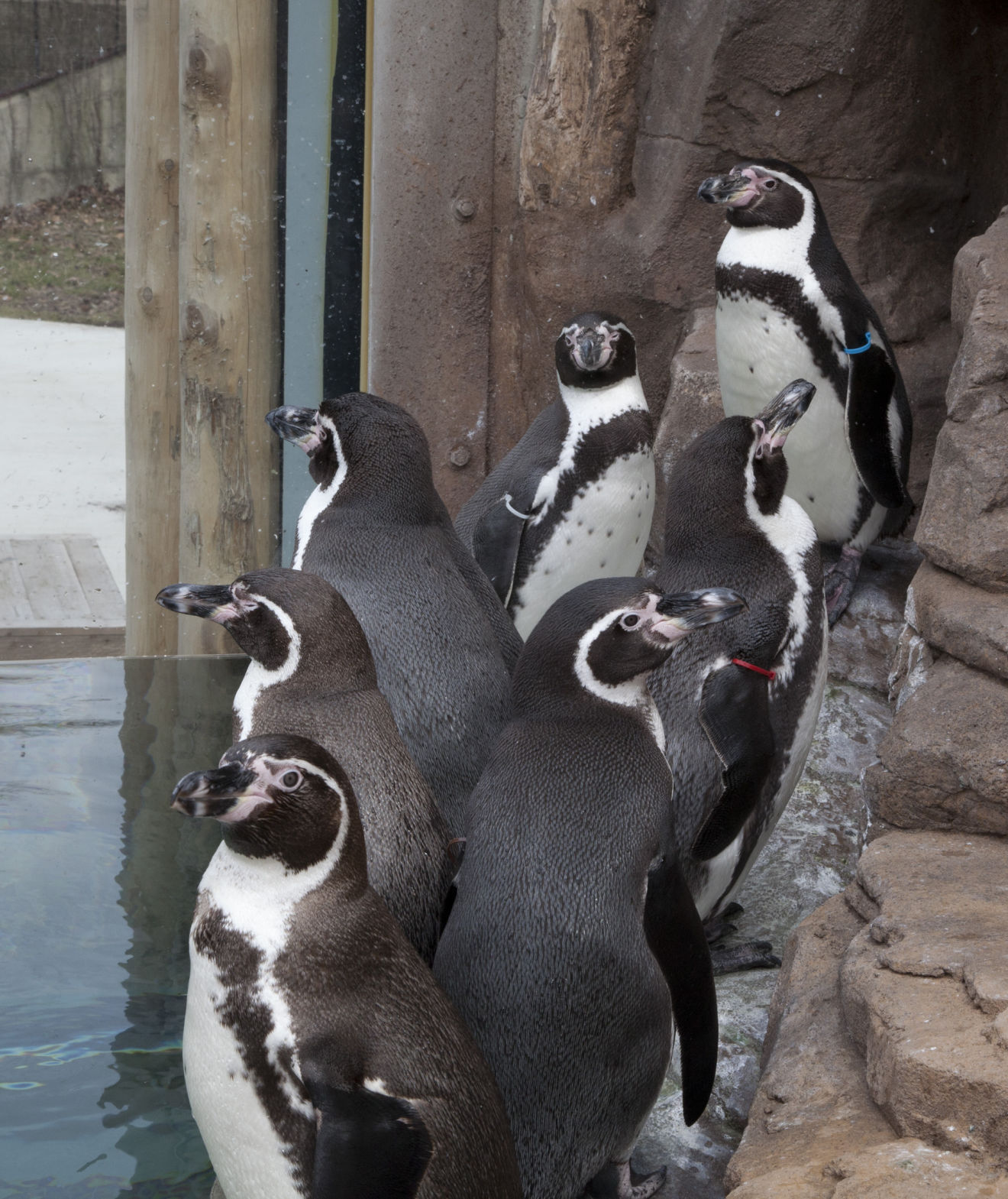 Penguins gather for their new exhibit